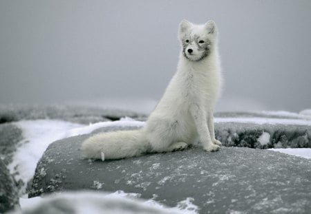 Arctic fox - animal, fox, snow, arctic, wild