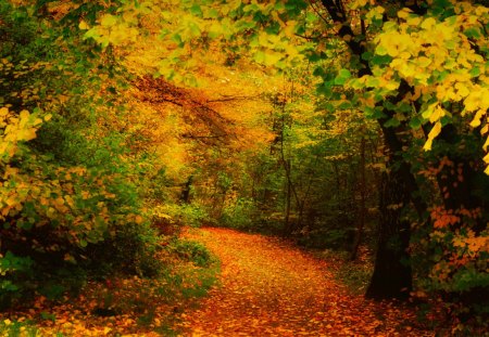 Autumn - autumn carpet, autumn colors, splendor, landscape, forest, leaves, path, view, autumn splendor, pathway, woods, trees, beautiful, beauty, colors, lovely, tree, carpet of leaves, fall, nature, autumn, autumn leaves, leaf, peaceful