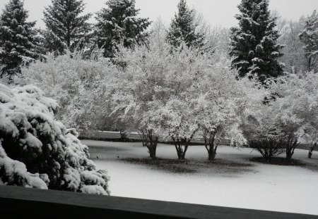 *powdered sugar trees* - snow, trees, winter, powdered