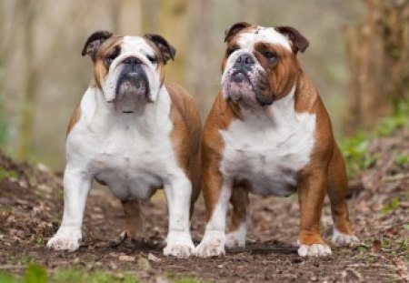 *** Bulldogs *** - dwa, bulldogi, psy, zwierzeta