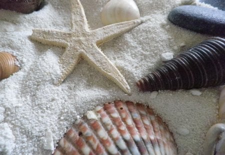 ~sandy shells~ - shell, starfish, sand, beach