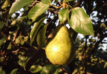 ~simple pear~ - nature, tree, pear, fruit