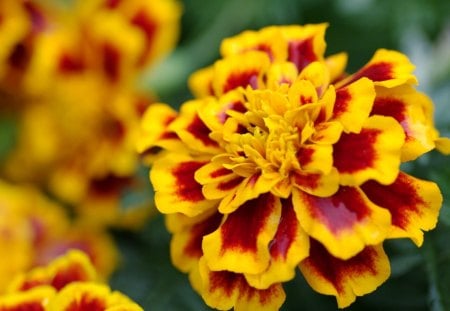 *** Marigold *** - kwiaty, natura, marigold, piekny