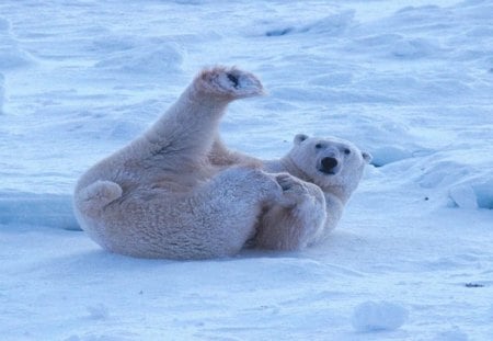 Snowbear - ice, bears, animals, winter, predators, wallpaper, polar bears, hd, nature, playful, cold, wild, snow, cute