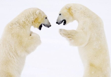 We will fight - winter, predators, snow, bears, ice, nature, polar bears, hd, fight, cold, animals, wild, wallpaper