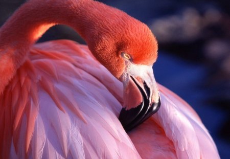 Pinky - birds, nature, cute, hd, pink, wallpaper, animals, flamingo