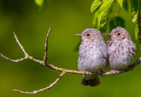 *** Two gray birds on a branch *** - zwierzeta, szare, galazka, ptaki