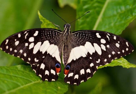 *** Butterfly *** - motyl, motyle, zwierzeta, owady