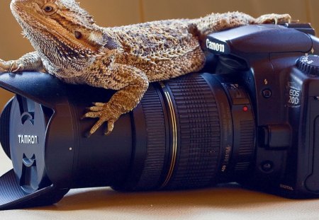 *** Lizard with a camera *** - gady, zwierzeta, kamera, jaszczurka