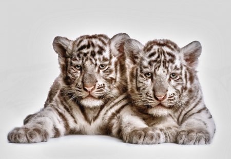 Tiger - india, animal, cub, tiger