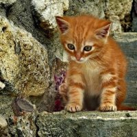 cute ginger kitty