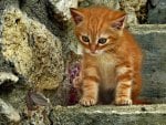 cute ginger kitty