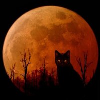 Halloween kitty
