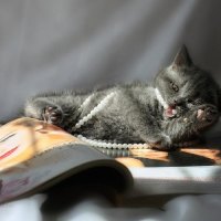playing kitty