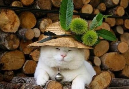 I want a nice photo:):) - hat, picture, wood, chestnuts, bell, cat