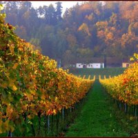 Vineyard in autumn