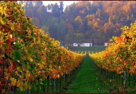 Vineyard in autumn - forest, beauty, vineyard, house, nature, autumn, grass