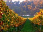 Vineyard in autumn