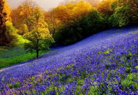 Floral mountain slope... - floral, moubtain, nature, picture