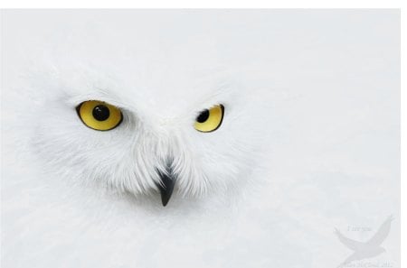 I see you - owl, white, eyes, gold, feathers, other, animals