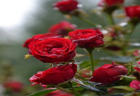 Crying Roses - flowers, roses, nature, dew, red, floral, crying