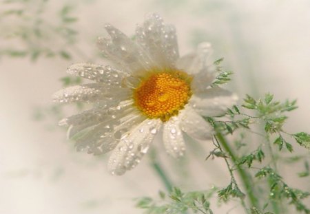 Daisy Dew - flowers, sunlight, nature, dew, daisy, floral