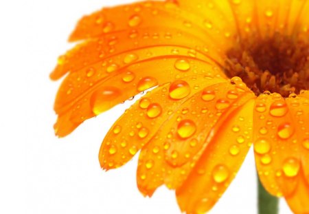 Orange Flower - pretty, white, nature, daisy, orange, flower