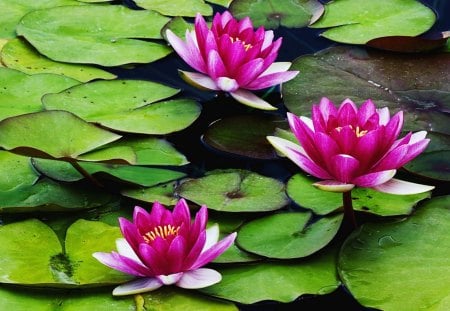 Lily Pads - nature, lily, pink, water, green, flower, lilypad