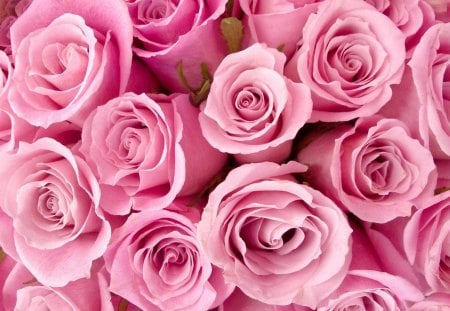 Pink - roses, flowers, nature, pink