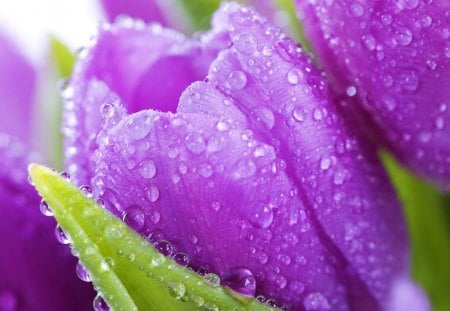 Tulip - flower, purple, pretty, tulip, nature