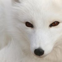 Artic Wolf