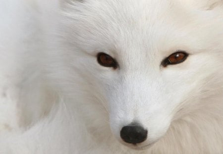 Artic Wolf - white, artic, wolf, cute, black, cold