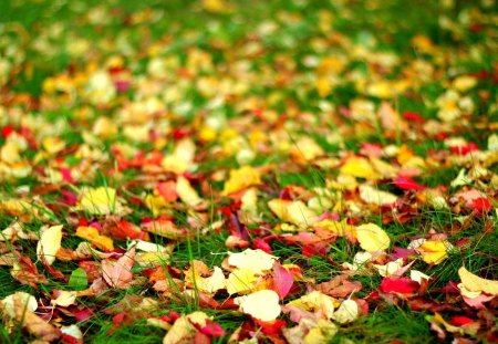 Autumn Leaves - pretty, colorful leaves, autumn carpet, autumn colors, grass, leaves, autumn splendor, bokeh, beautiful, photography, beauty, colors, lovely, sweet, carpet of leaves, fall, nature, autumn, autumn leaves, leaf