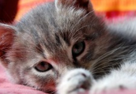 Sleepy little girl♥ - forever, sleepy, girl, colors, love, pink, orange, pet, paw, girly, cats, little, animals, kitty