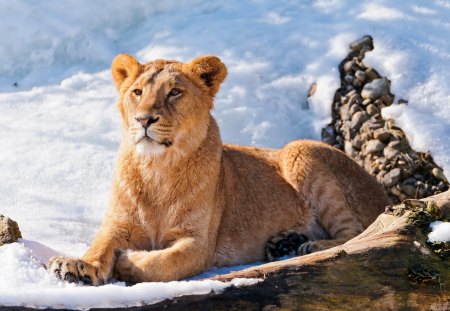 Lioness - animal, lion, lioness, snow