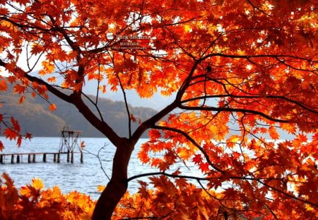 AUTUMN LAKE VIEW - lake, dock, tree, autumn