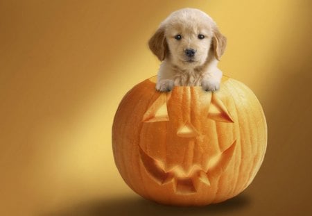 Halloween sweetheart♥ - yellow, forever, pumpkin, love, party, dogs, halloween, puppy, golden, labrador, animals