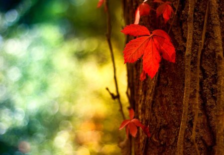 AUTUMN LEAVES - leaves, nature, tree, autumn