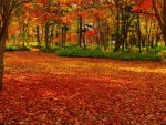 AUTUMN CARPET