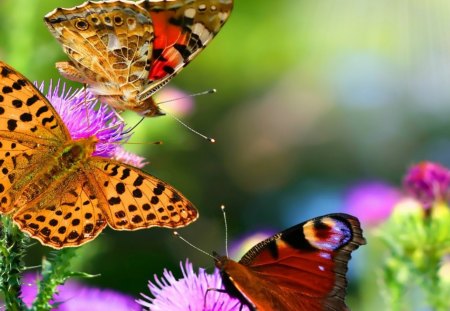 Butterflies and Flowers - entertainment, butterfly, other, photography