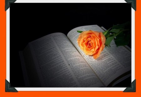 ORANGE ROSE ON BOOK - orange, pages, book, rose