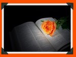 ORANGE ROSE ON BOOK