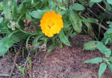 Out of the Decay - nature, flowers, foliage, petals