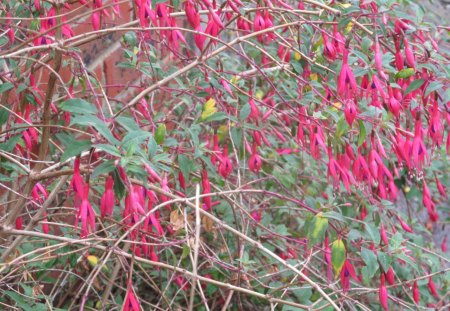 Crimson Splash - shrubs, plants, flowers, nature