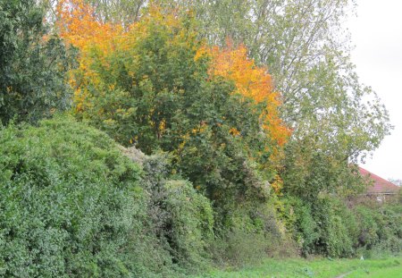 Golden Intrusion - trees, leaves, hedges, autumn