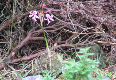 Lonely Bloom - hedgerows, plants, flowers, fields