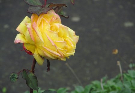 The Lone Yellow - roses, plants, flowers, petals