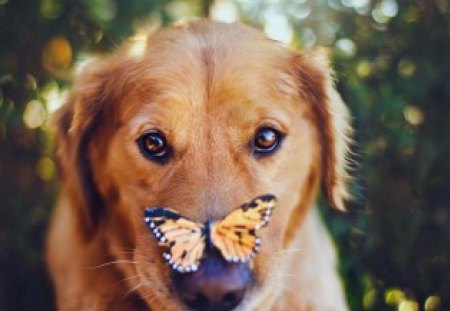 Dog and butterfly - nose, butterfly, puppy, dog, animal