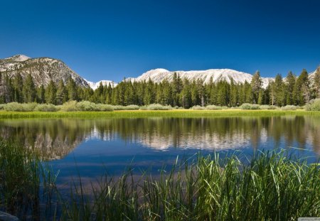 Mountain Lake - trees, water, nature, lake, grass, mountain