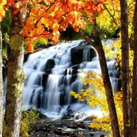 Bond falls in fall